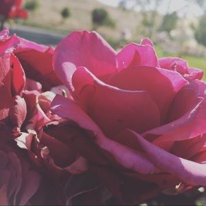 Meet your Posher, Alessandra